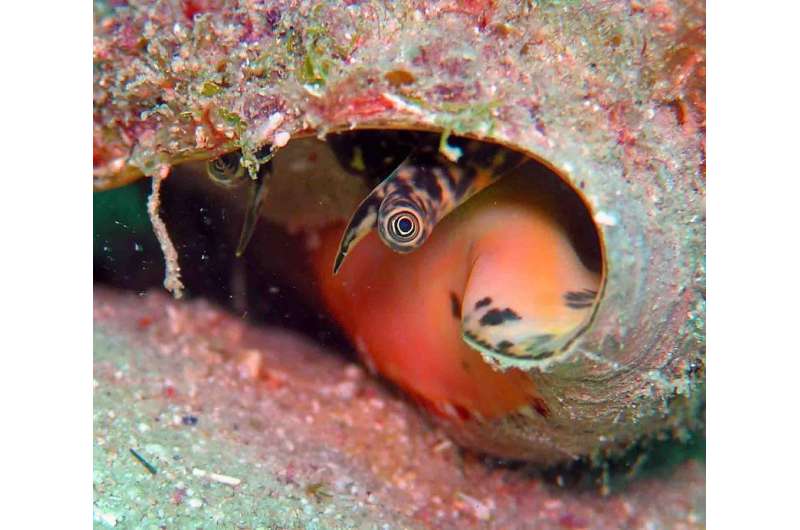 Microalgae increases the survival of juvenile queen conch