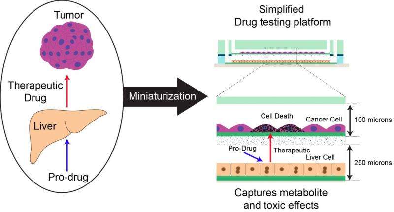 Microfabricated device allows evaluation of the efficacy, toxicity of pro-drugs
