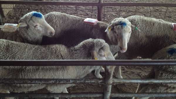 Mineral supplements spices up sheep feeding options