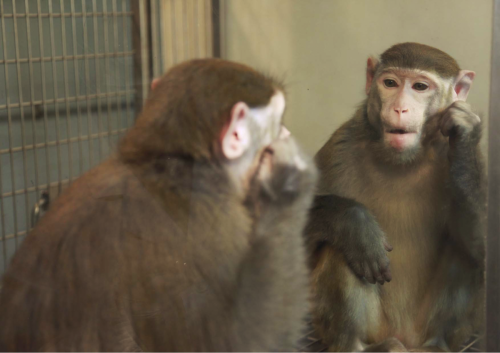 Monkeys can learn to see themselves in the mirror