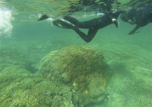 Most of Hawaii's coral recover from mass bleaching