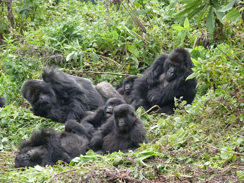 Mountain gorilla mamas sidestep having inbred offspring