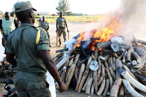 Mozambican authorities watch as a pile of ivory and rhino horns, part of 2.6 tons of ivory and rhino horns seized in the past ye