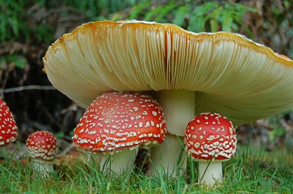 Mycologist says our close relatives break the bounds of biology