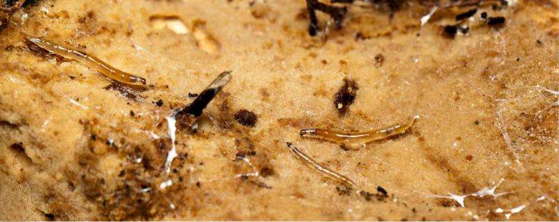 Mysteries in the mushrooms: First records of fungi-feeding gnat larvae from South America