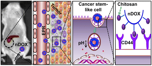 Nanoparticles target and kill cancer stem cells that drive tumor growth