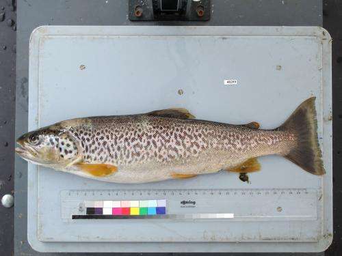 Native fish species under pressure  in the Engadine and Poschiavo