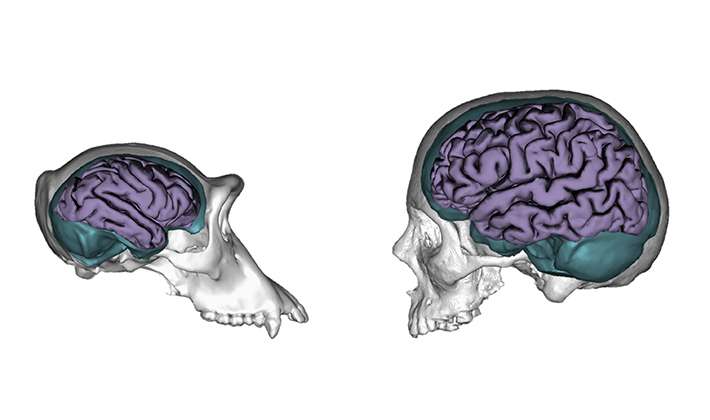 Nature and nurture: Human brains evolved to be more responsive to environmental influences