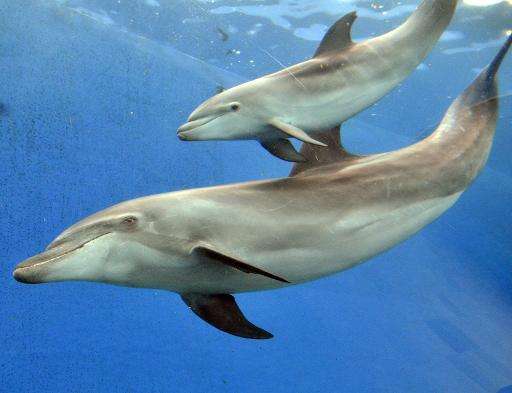 Nearly half the dolphins in Japan's aquariums are caught using a fishing method that sees dozens more slaughtered every year, re