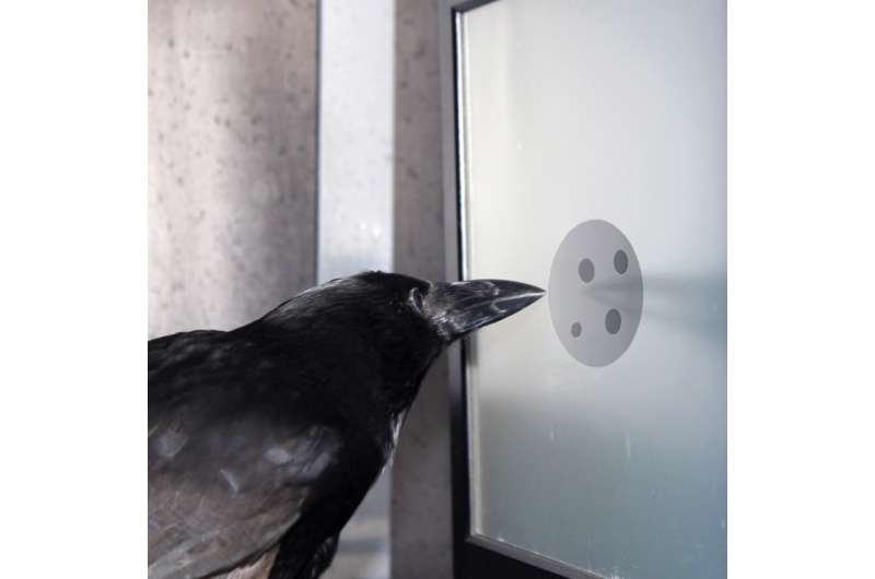 Neurobiologists discover cells in the crow brain that respond to a specific number of items