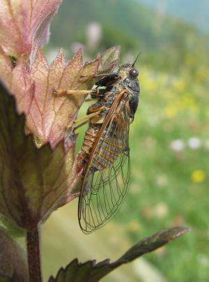 New cicada species discovered in Switzerland and Italy