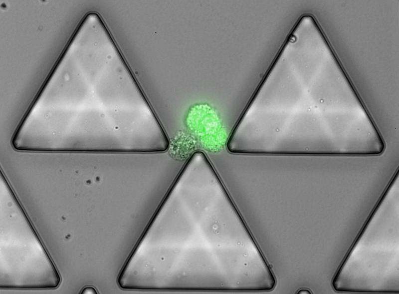 New device successfully captures metastasis-associated circulating tumor cell clusters