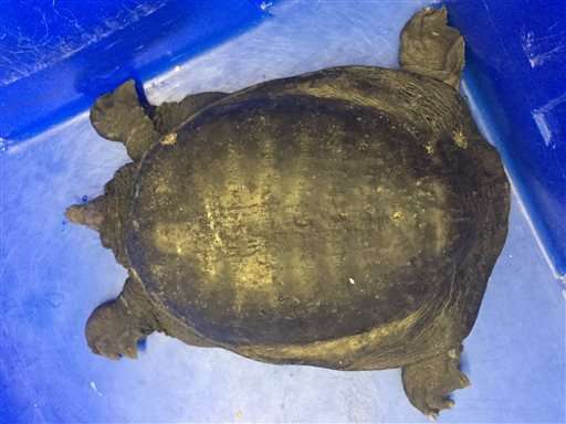 New England experts concerned by sighting of invasive turtle