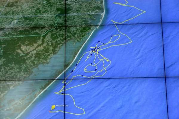 New findings about sand tiger shark habitat, migration in Delaware coastal ocean