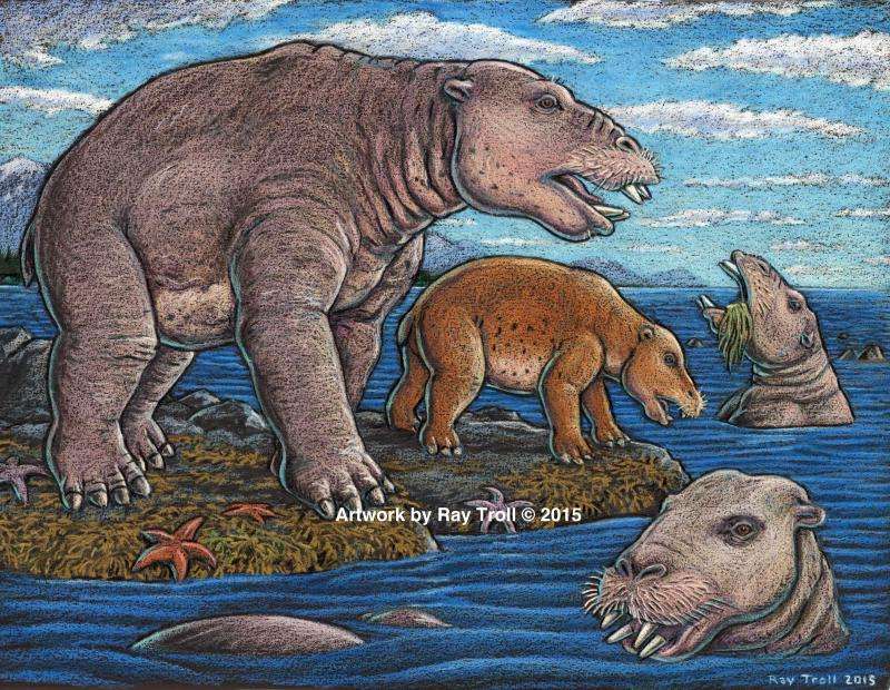 New fossils intensify mystery of short-lived, toothy mammals unique to ancient North Pacific