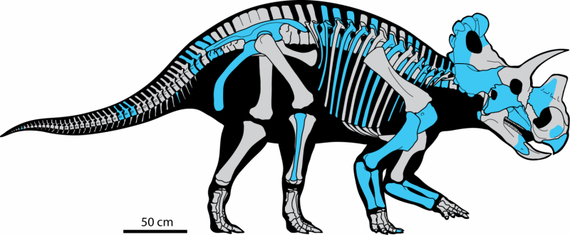 New horned dinosaur reveals evolution of nose horn in Triceratops family