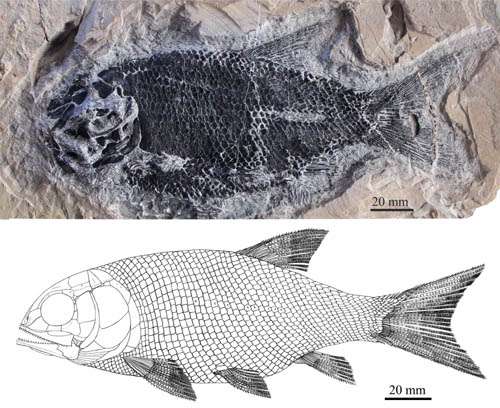 New ionoscopiform fish found from the Middle Triassic of Guizhou, China