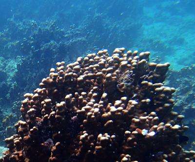 Newly discovered algal species helps corals survive in the hottest reefs on the planet
