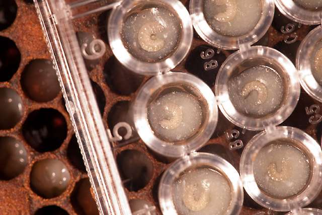 Newly named bacteria help honey bee larvae thrive