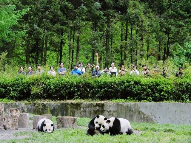 New science redefines remote -- even pandas global