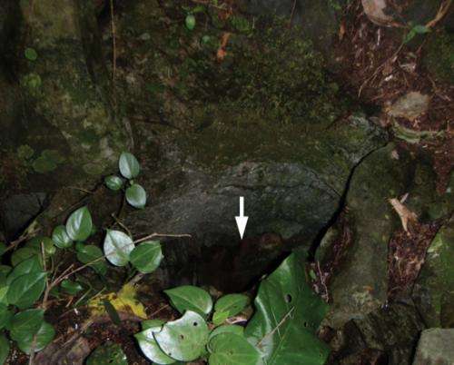 News from the depths: A new cave-dwelling flatworm species from the Brazilian savanna