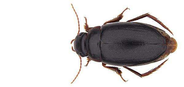 New species of diving beetle -- Capelatus prykei -- discovered in isolation in South Africa