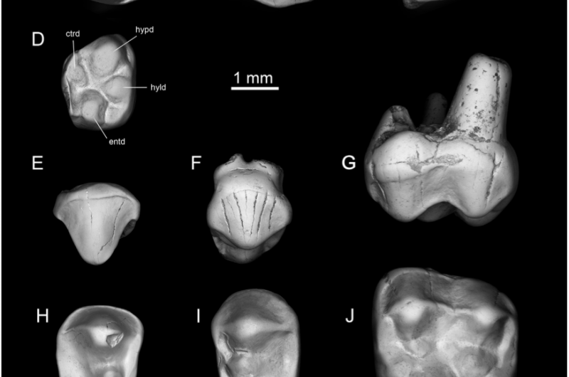 New species of early anthropoid primate found amid Libyan strife