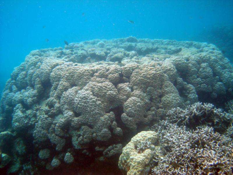 New study from Florida Tech finds Pacific reef growth can match rising sea