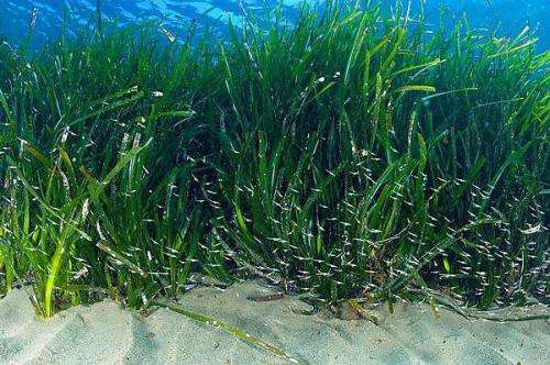 New study shows net value of seagrass to fishing in the Mediterranean