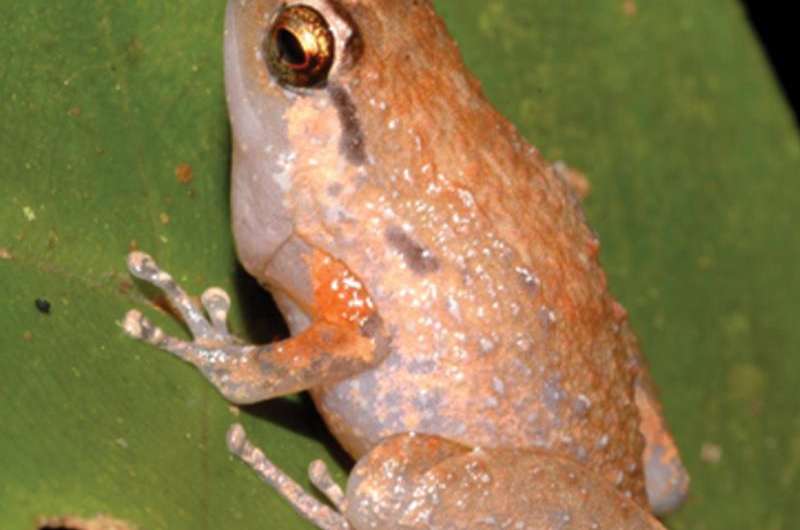 Night calls reveal two new rainforest arboreal frog species from western New Giunea