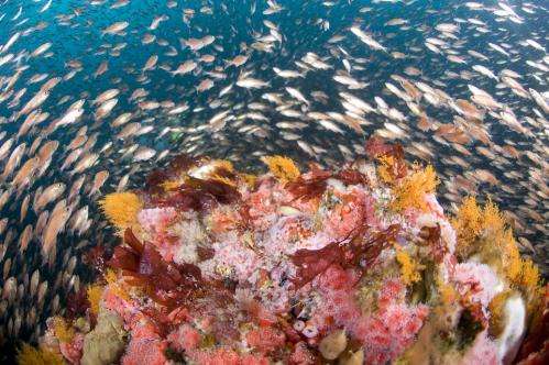 NOAA expands Cordell Bank, Gulf of the Farallones marine sanctuaries off California