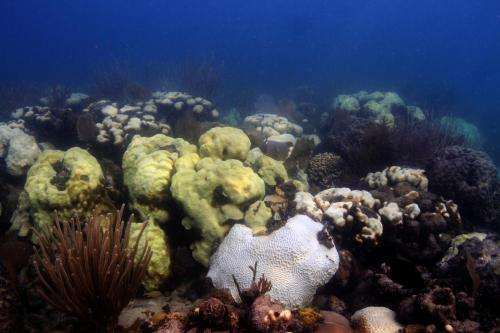 NOAA study provides detailed projections of coral bleaching
