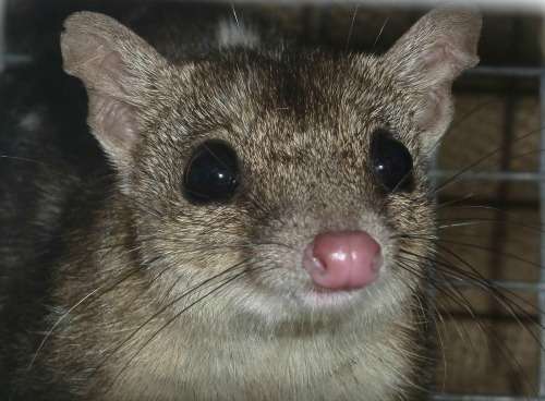 Northern quoll population pops up in arid zone