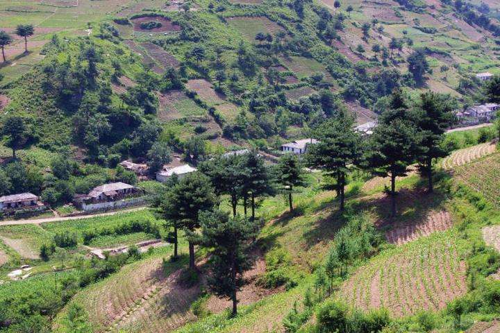 North Korea to fight food insecurity and natural disaster with trees