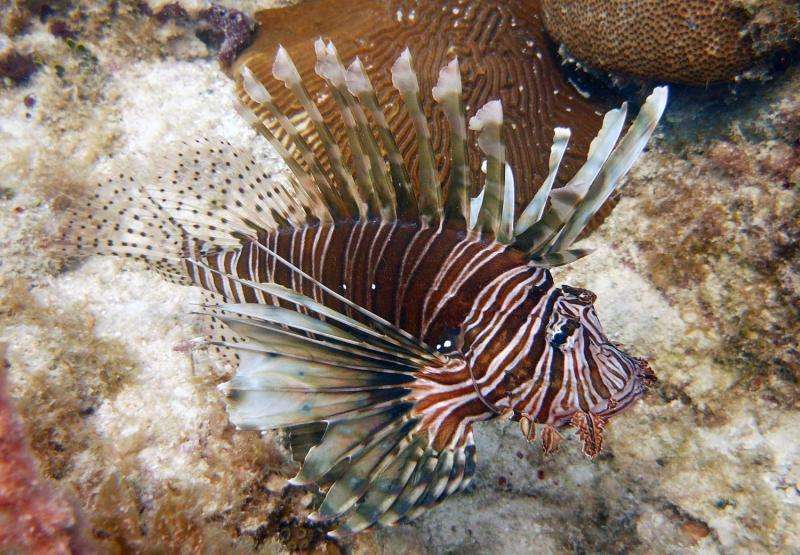 NSU researchers find more strategic culling needed to reduce lionfish invasion