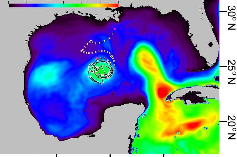 Ocean heat content reveals secrets of fish migration behaviors