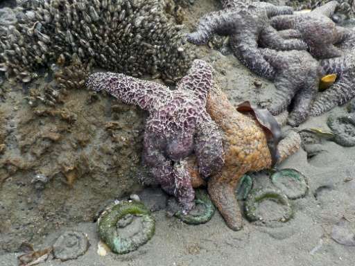 Ochre sea stars (Pisaster ochraceus) sick with Sea Star Wasting syndrome are seen alongside healthy stars in the tidepools of Ka