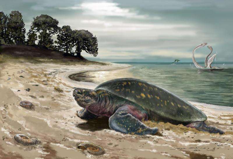 Oldest fossil sea turtle discovered