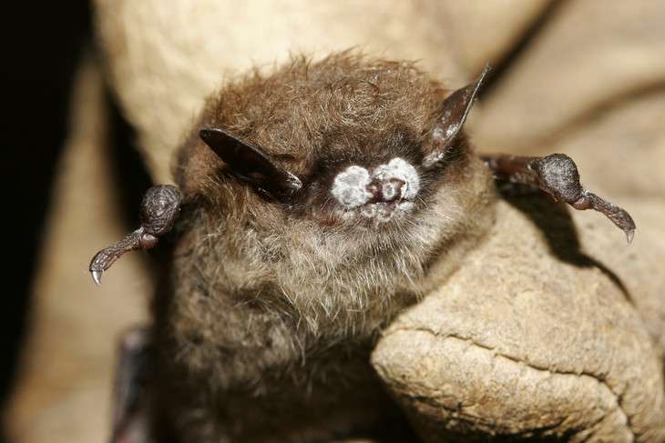 Once plentiful, northeastern bats now threatened by mysterious white-nose syndrome