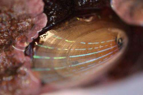 Optical features embedded in marine shells may help develop responsive, transparent displays