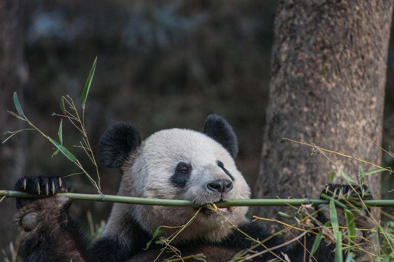 Pandas set their own pace, tracking reveals