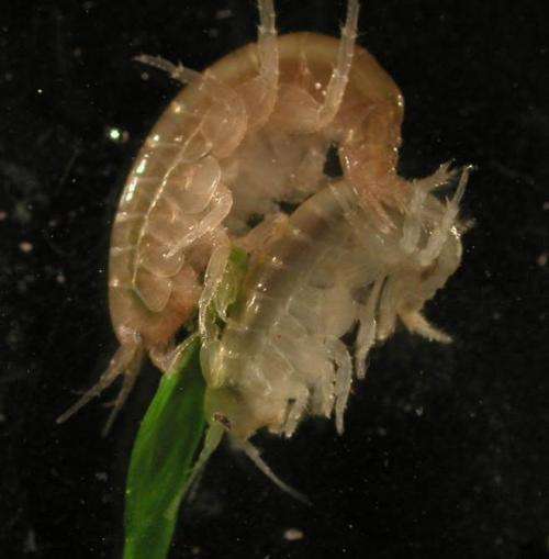 Parasite turns shrimp into voracious cannibals