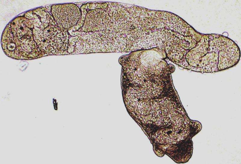 Parasitic flatworms flout global biodiversity patterns