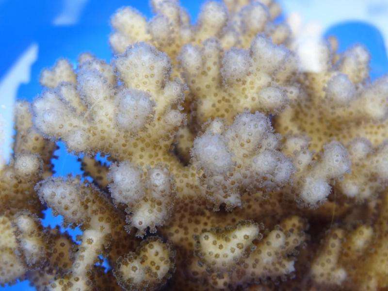 Parental experience may help coral offspring survive climate change
