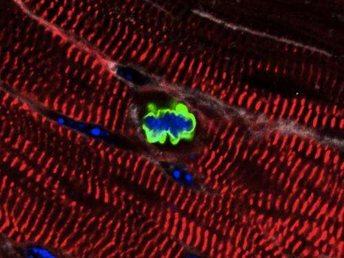 Penn researchers describe new approach to promote regeneration of heart tissue