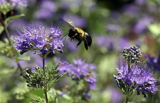 Pesticide-makers point to other culprits in bee die-offs
