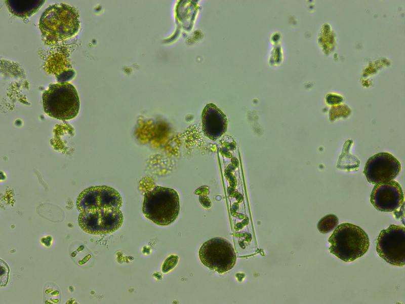 Phytoplankton like it hot: Warming boosts biodiversity and photosynthesis in phytoplankton