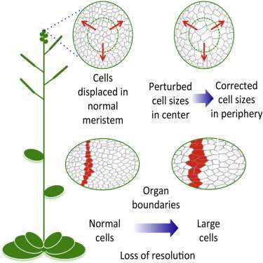 Pixelated plants shed light on cell size control