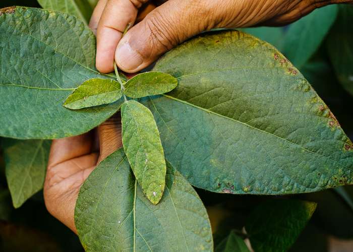 Plant breeder boosts soybean diversity, develops soybean rust-resistant plant