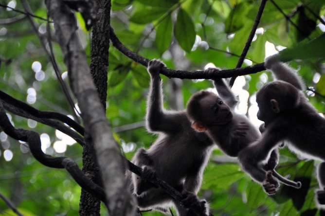 Play linked to sluggish growth in infant monkeys – but should humans worry?